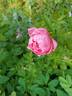 Princess Kenny rose photo