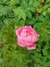 Princess Kenny rose photo