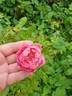 Princess Kenny rose photo