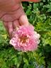 Princess Kenny rose photo