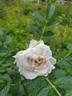 Пломбир Крем-Брюле rose photo