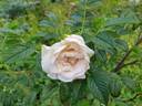 Пломбир Крем-Брюле rose photo