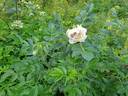 Пломбир Крем-Брюле rose photo