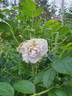 Пломбир Крем-Брюле rose photo