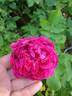Малиновый Бархат rose photo