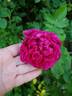 Малиновый Бархат rose photo