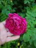Малиновый Бархат rose photo