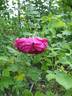 Малиновый Бархат rose photo