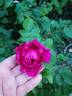 Малиновый Бархат rose photo