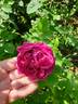 Малиновый Бархат rose photo