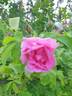 Колокольчик rose photo