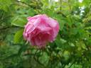 Колокольчик rose photo