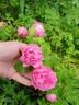 Колокольчик rose photo