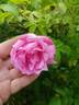 Колокольчик rose photo