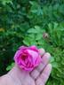 Колокольчик rose photo