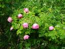 Колокольчик rose photo