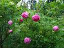 Колокольчик rose photo