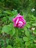 Mysterion rose photo
