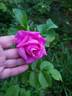 Mysterion rose photo