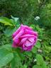 Mysterion rose photo