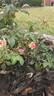 Tahitian Treasure rose photo