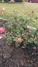 Tahitian Treasure rose photo