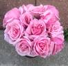 Kathleen Harrop rose photo