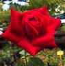 Alleluia ® rose photo