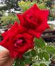 Alleluia ® rose photo