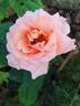 Acapulco rose photo