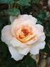 Acapulco rose photo