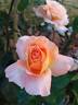 Acapulco rose photo