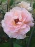 Acapulco rose photo