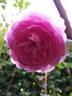 Alan Titchmarsh rose photo