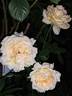 Alphonse Daudet ® rose photo
