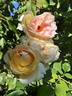 Alphonse Daudet ® rose photo
