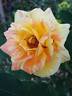 André Willemse rose photo