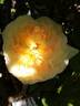 Bernard Hinault rose photo