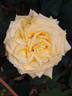 Bernard Hinault rose photo