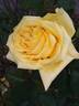 Bernard Hinault rose photo