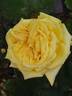 Bernard Hinault rose photo