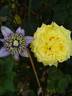 Bernard Hinault rose photo