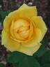 Bernard Hinault rose photo
