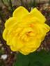 Bernard Hinault rose photo