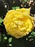 Bernard Hinault rose photo