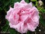 Catherine Soupert rose photo