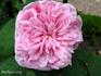 Mademoiselle Marie Villeboisnet rose photo