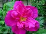 Souvenir de Pierre Leperdrieux rose photo