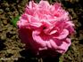 Madame Clert rose photo
