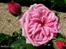 Adrienne de Cardoville rose photo
